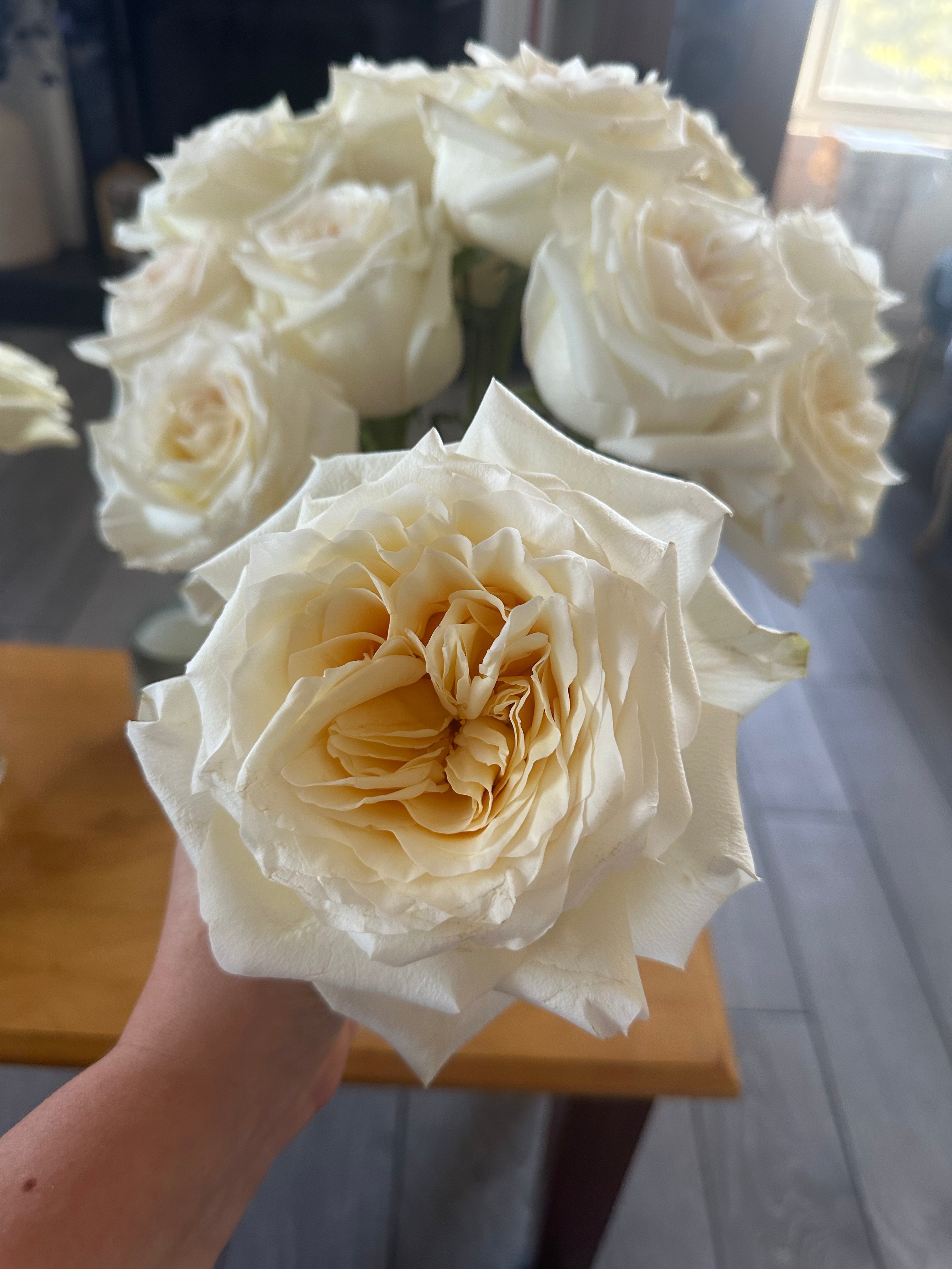Close-up of a white rose held by a hand with more roses in the background.